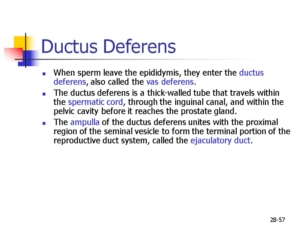 28-57 Ductus Deferens When sperm leave the epididymis, they enter the ductus deferens, also